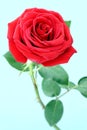 Red roses. Royalty Free Stock Photo