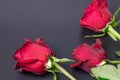 Red roses with dew drops, on a dark background. In the concept of congratulations on a holiday, anniversary, birthday