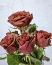 Red roses with dew drops, on a light background. In the concept of congratulations on a holiday, anniversary, birthday