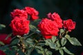 Red roses with drop of water blooming in garden