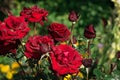 Red roses fade in the garden. Mid summer. Flowers in the summer sun. Lush flowering. Wilting concept