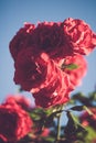 Red roses in faded vintage retro tone