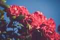 Red roses in faded vintage retro tone