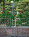 Red roses and fence