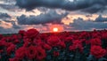 Red roses in a field at sunset, with a dramatic cloudy sky and sun peeking through Royalty Free Stock Photo