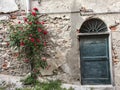 Red roses in Finalborgo, Savona, Italy Royalty Free Stock Photo