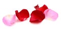 Rose petals. Royalty Free Stock Photo