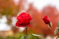 Red Roses Flower blossom on a live plant with green leaves in garden