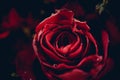 Red roses flower bouquet on dark background / Close up fresh natural rose background flowers romantic love valentine day Royalty Free Stock Photo