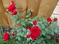 Red roses, flower bouquets in the garden, with a blurred background with a brown wall, symbolize love, with a wonderful romantic