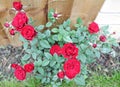 Red roses, flower bouquets in the garden, with a blurred background with a brown wall, symbolize love, with a wonderful romantic