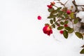 Red roses flower covered with snow in winter time Royalty Free Stock Photo