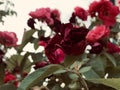 Red roses Royalty Free Stock Photo