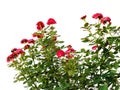 Red roses in garden isolated on white background Royalty Free Stock Photo