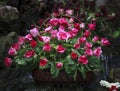 Red roses flower in rattan basket