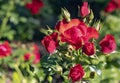 A red roses flowers blooms in the garden with many buds close-up. Royalty Free Stock Photo