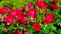 A red roses flowers blooms in the garden with many buds close-up Royalty Free Stock Photo