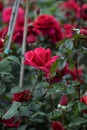Red roses flowers Royalty Free Stock Photo