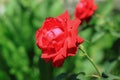 Red roses, flowers for Valentine's Day, a gift, a bouquet of red roses on March 8, beautiful flowers in the summer field Royalty Free Stock Photo