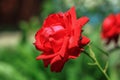 Red roses, flowers for Valentine's Day, a gift, a bouquet of red roses on March 8, beautiful flowers in the summer field Royalty Free Stock Photo