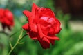 Red roses, flowers for Valentine's Day, a gift, a bouquet of red roses on March 8, beautiful flowers in the summer field Royalty Free Stock Photo