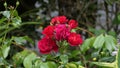 Red Roses and flowers in walled Garden in Ireland