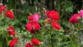 Red Roses and flowers in walled Garden in Ireland