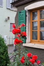 red roses on framework facade with green window shutter of wood Royalty Free Stock Photo