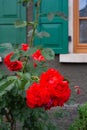 red roses on framework facade with green window shutter of wood Royalty Free Stock Photo