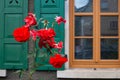 red roses on framework facade with green window shutter of wood Royalty Free Stock Photo