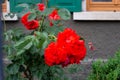 red roses on framework facade with green window shutter of wood Royalty Free Stock Photo