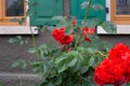 red roses on framework facade with green window shutter of wood Royalty Free Stock Photo