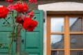 red roses on framework facade with green window shutter of wood Royalty Free Stock Photo