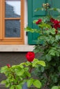 red roses on framework facade with green window shutter of wood Royalty Free Stock Photo