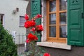 red roses on framework facade with green window shutter of wood Royalty Free Stock Photo