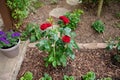 Red roses in a front garden with rankhilfe Royalty Free Stock Photo