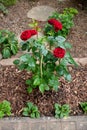 Red roses in a front garden with rankhilfe Royalty Free Stock Photo