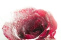 Red roses frozen in ice Isolate on white background,frozen flor