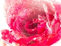 Red roses frozen in ice Isolate on white background,frozen flor