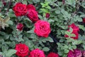 red roses with full bloom Royalty Free Stock Photo
