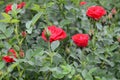 red roses with full bloom Royalty Free Stock Photo