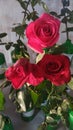 Red roses in a garden