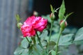 Pink roses on garden background concept for love, valentineÃ¢â¬â¢s day.