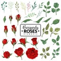 Red roses. Garden burgundy rose flowers, floral bouquets with buds and green leaves for wallpaper, wedding card and