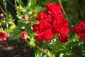 Red roses in the garden