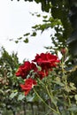 Red roses in a garden Royalty Free Stock Photo