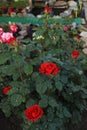 Red roses in the garden. Dark background.