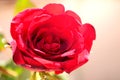 Red roses in the garden - image