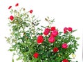 Red roses in garden isolated on white background Royalty Free Stock Photo