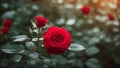 red roses in a garden red rose nature